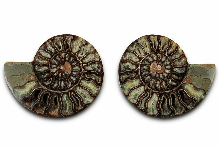 Cut & Polished, Agatized Ammonite Fossil - Madagascar #318115